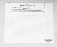 Melampsora euphorbiae image